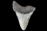 Fossil Megalodon Tooth - North Carolina #109014-2